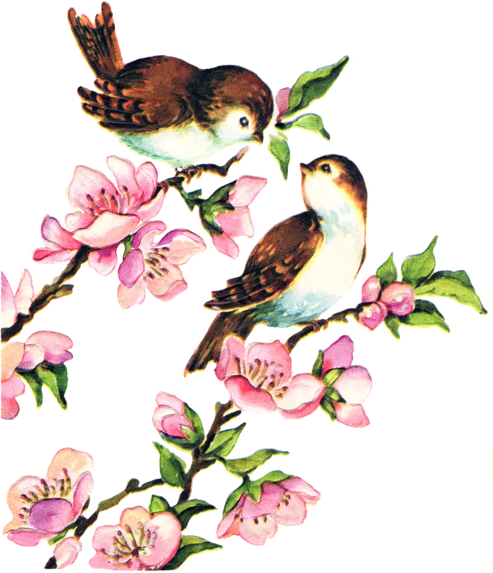 枝丫春季花朵素材谷雨