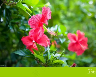 美丽的花儿 美丽的花儿