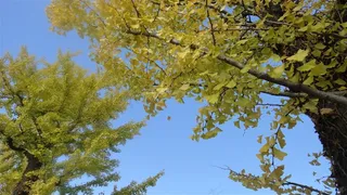 藍天下的銀杏林