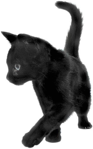 猫png图像,免费下载图片,小猫免抠(600x401)