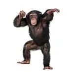 猴子 PNG免抠(150x147)