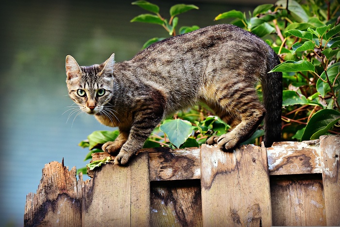 可爱猫猫图片