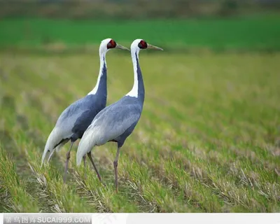 土地里的白鹭 土地里的白鹭