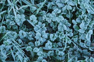结霜的植物图片