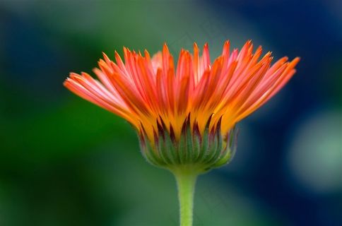 非洲菊摄影图片