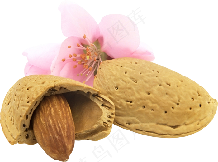 免抠干果坚果杏仁免抠