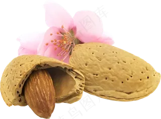 免抠干果坚果杏仁免抠