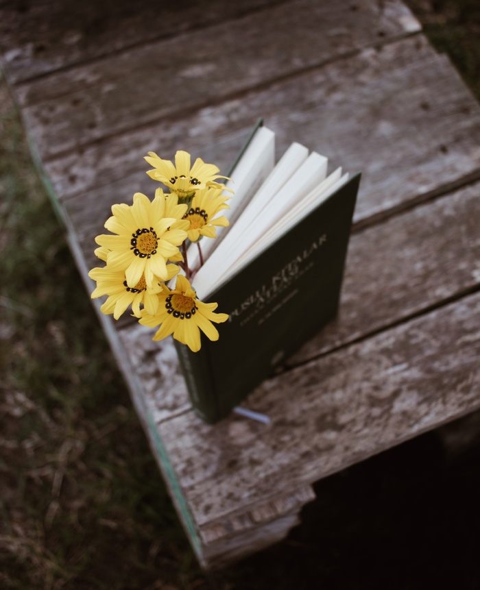 白色纯洁雏菊摄影素材