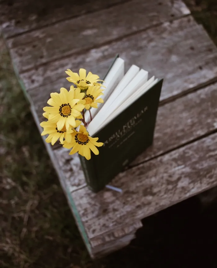 白色纯洁雏菊摄影素材