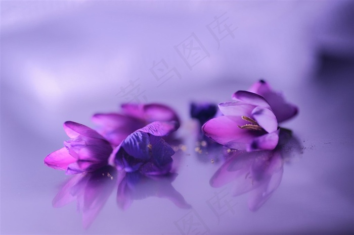 唯美紫色小鲜花图片