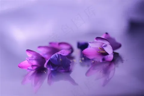唯美紫色小鲜花图片 唯美紫色小鲜花图片