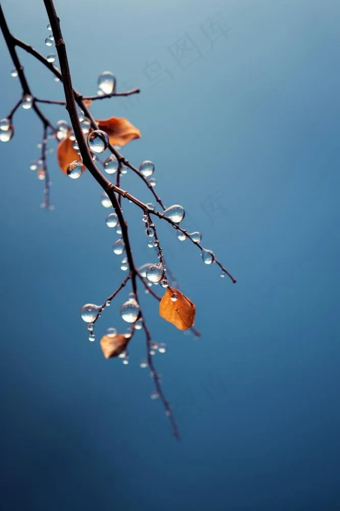 冰冷露珠树枝背景(896x1344)