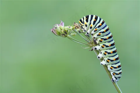 可爱毛毛虫昆虫特写 可爱毛毛虫昆虫特写