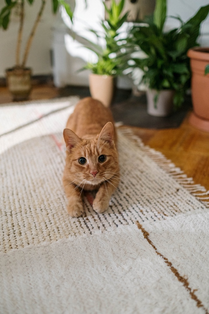 可爱猫咪猫猫摄影素材