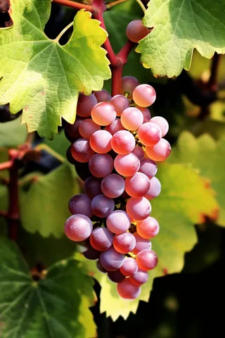 阳光下的葡萄葡萄架水果摄影图