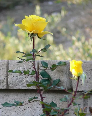 枝头 黄色的玫瑰花