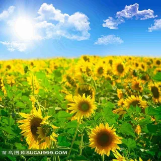 蓝天白云下美丽向日葵图片