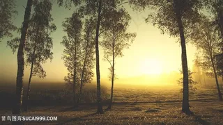 树林黄昏美景壁纸