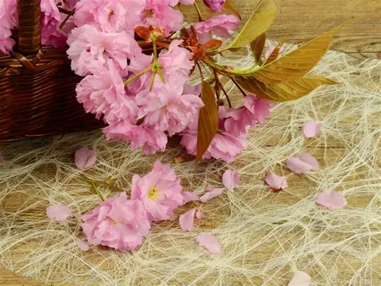 散落的樱花特写