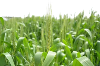 现代农业绿色麦穗