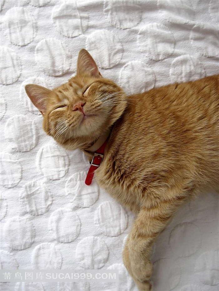 躺在床上睡觉的猫