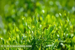 绿色茶叶特写