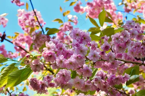 春天灿烂樱花图片 春天灿烂樱花图片