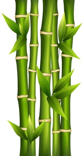 竹子 PNG免抠(2787x5144)