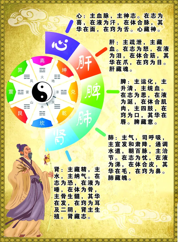 心肝脾肺肾展板psd模版下载