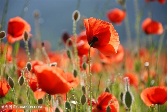 高清唯美虞美人花海鲜花图片