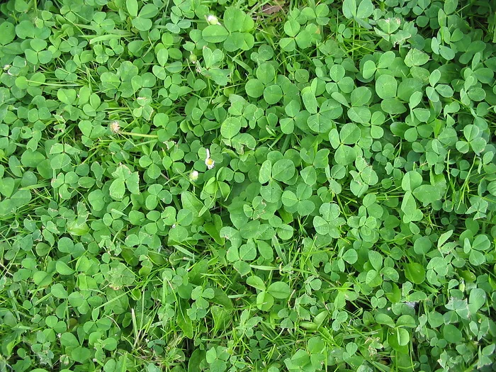 草地三叶草图片