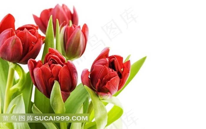 精美红色郁金香