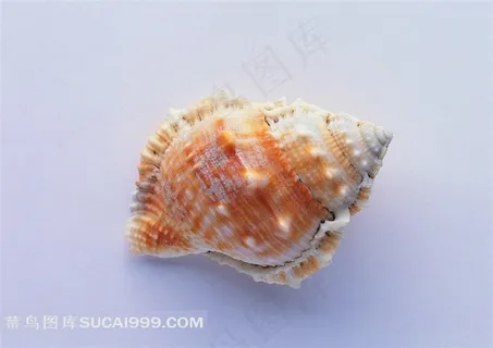 海洋贝壳海螺特写大图 海洋贝壳海螺特写大图