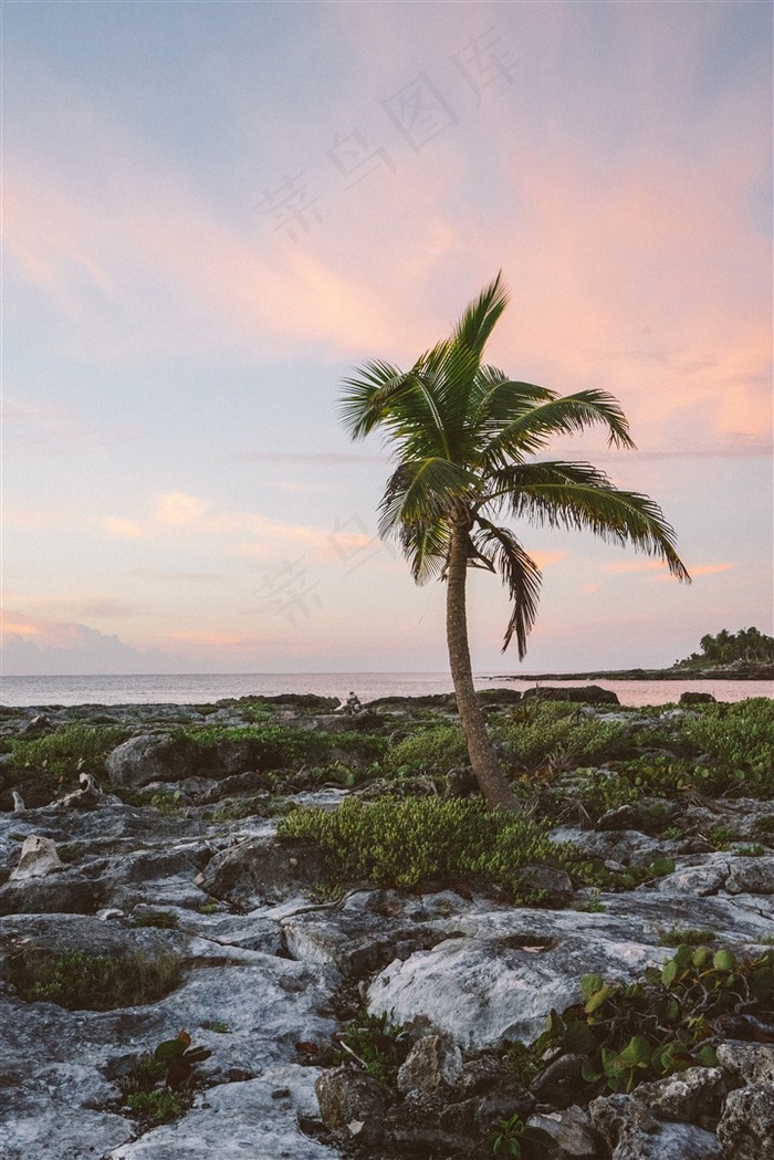 常绿乔木椰子树素材