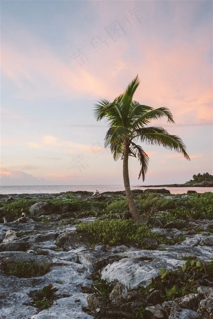 常绿乔木椰子树素材