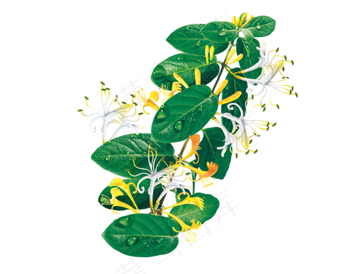 手绘草本中药药材