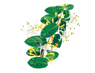 手绘草本中药药材