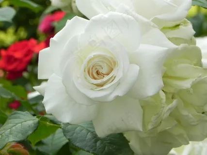 漂亮白玫瑰花朵图片 漂亮白玫瑰花朵图片