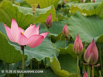唯美莲花和荷叶素材图片