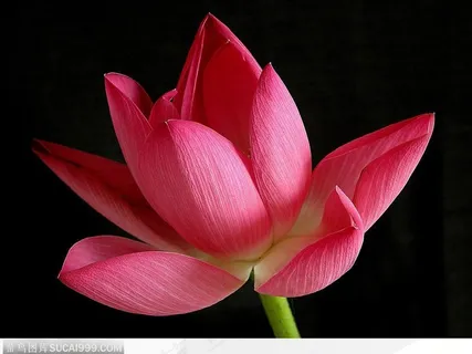 出水芙蓉-斜着的荷花 出水芙蓉-斜着的荷花