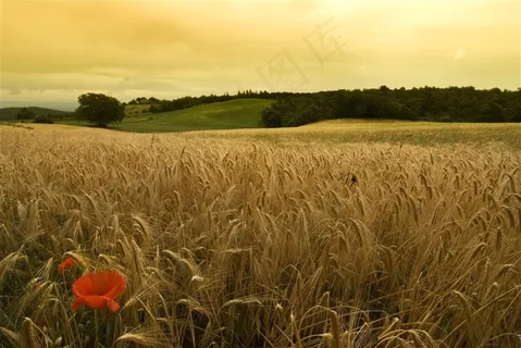 农业稻穗高清图片