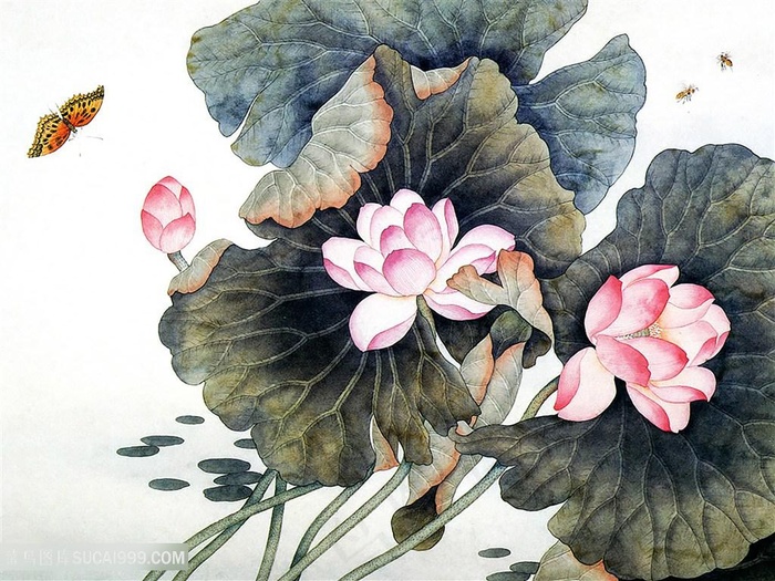 工笔荷花素材