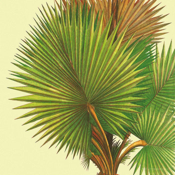 树叶时尚绿叶插画