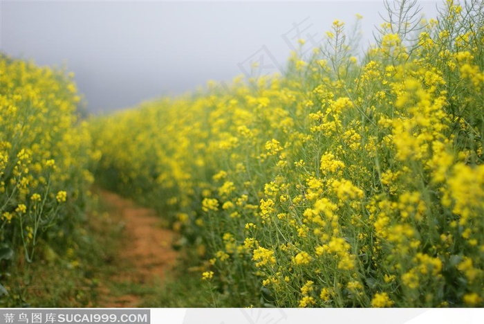 油菜花与田间小路