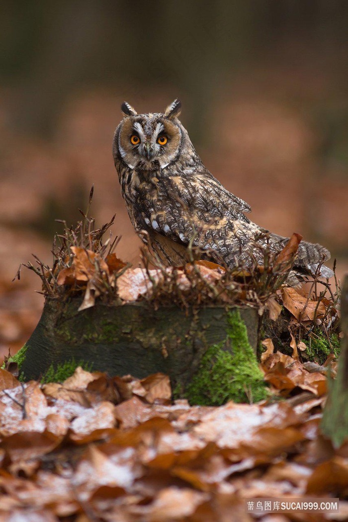 昼伏夜出野生猫头鹰图片