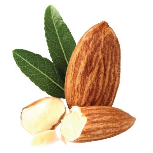 杏仁 PNG免抠(500x500)