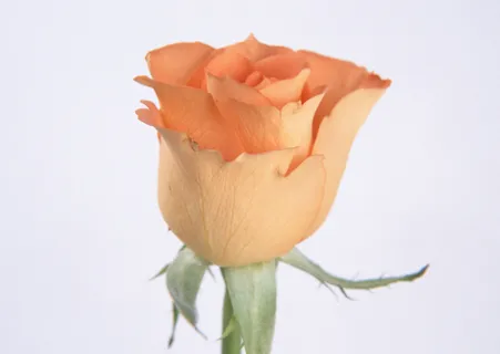 花朵系列之一 花朵系列之一