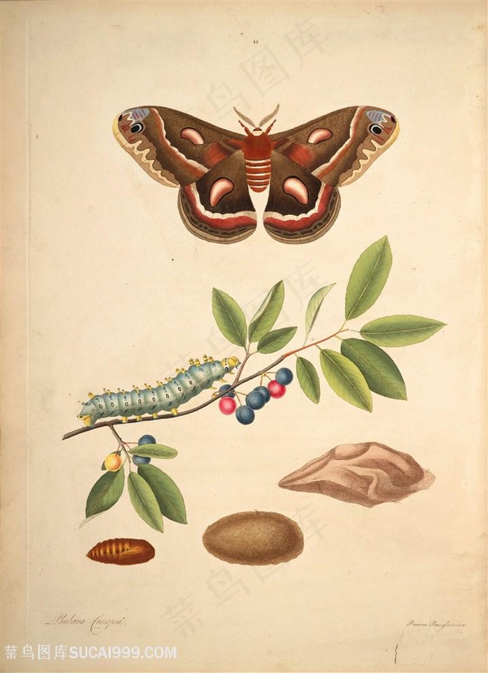 蝴蝶植物树枝毛毛虫复古图谱