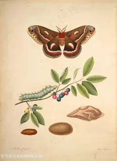 蝴蝶植物树枝毛毛虫复古图谱