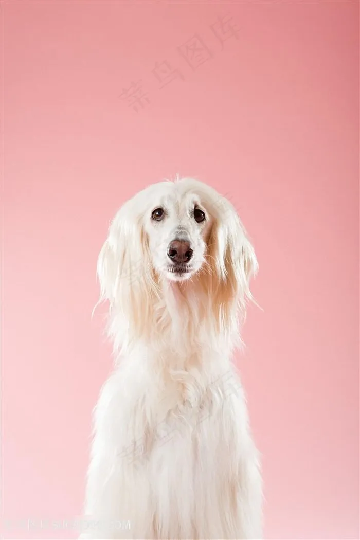 高清阿富汗猎犬狗狗图片